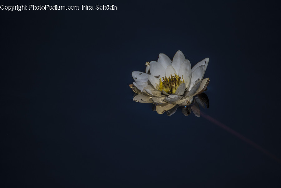 Plant, Pollen, Flower, Blossom, Daisies