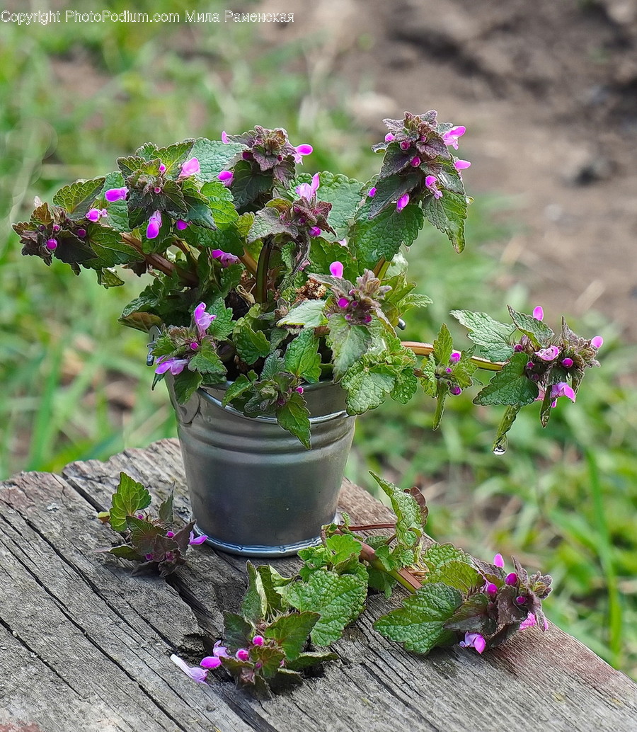 Plant, Blossom, Flower, Geranium, Pot