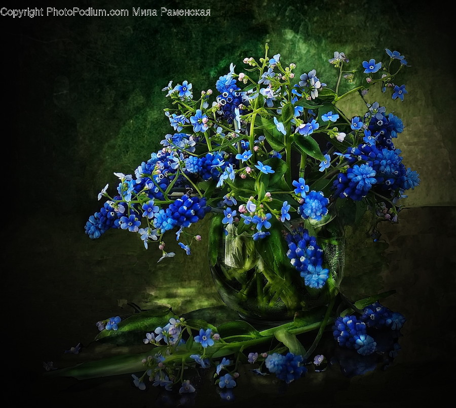 Plant, Blossom, Flower, Iris, Flower Arrangement