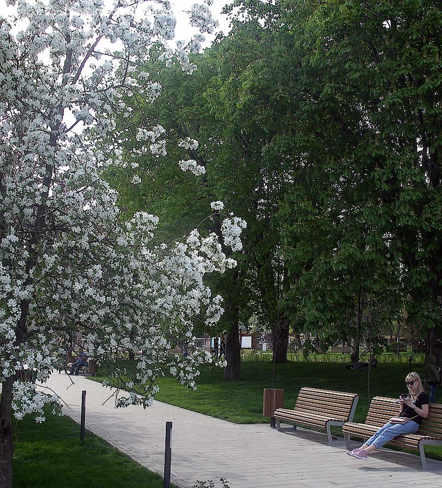Furniture, Bench, Person, Human, Plant