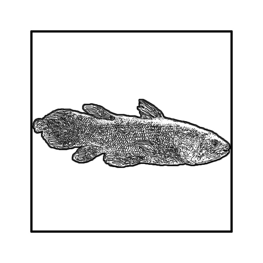Animal, Fish, Sea Life, Amphibian, Wildlife