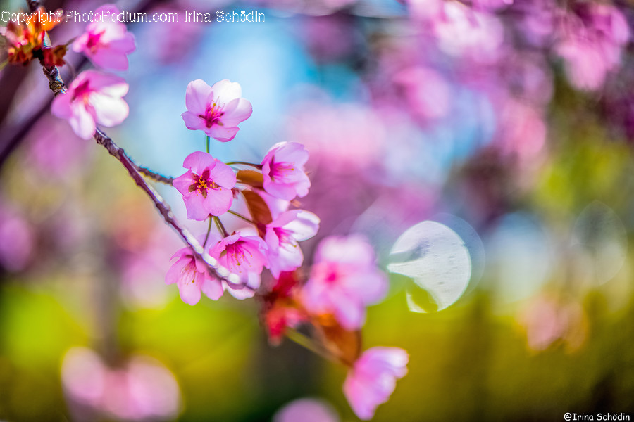 Plant, Flower, Blossom, Spring, Cherry Blossom