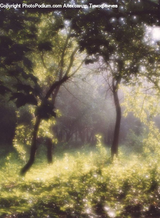 Flare, Light, Sunlight, Forest, Grove, Land, Vegetation