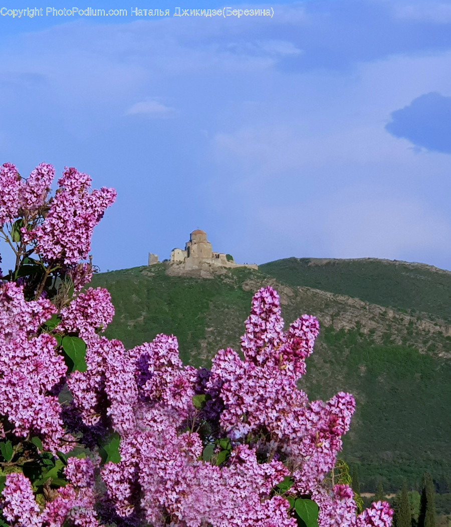 Plant, Flower, Blossom, Outdoors, Lilac