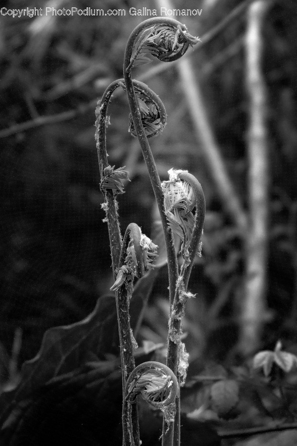 Ice, Nature, Outdoors, Plant, Snow