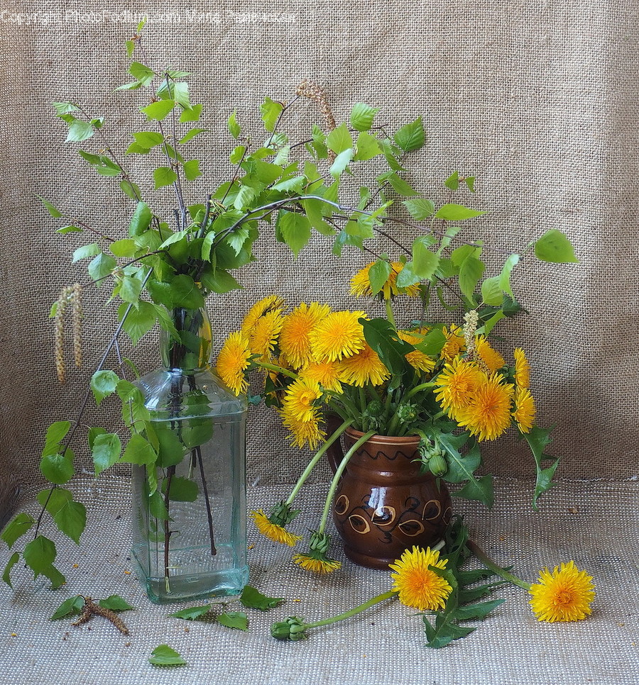 Plant, Blossom, Flower, Flower Arrangement, Flower Bouquet