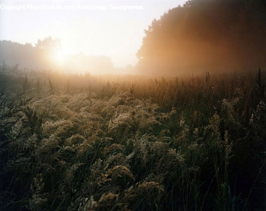 Field, Grass, Grassland, Plant, Fog, Mist, Outdoors