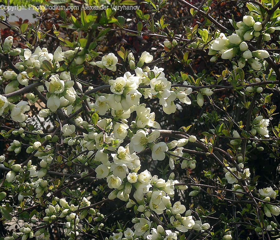 Plant, Blossom, Flower, Vegetation, Bush