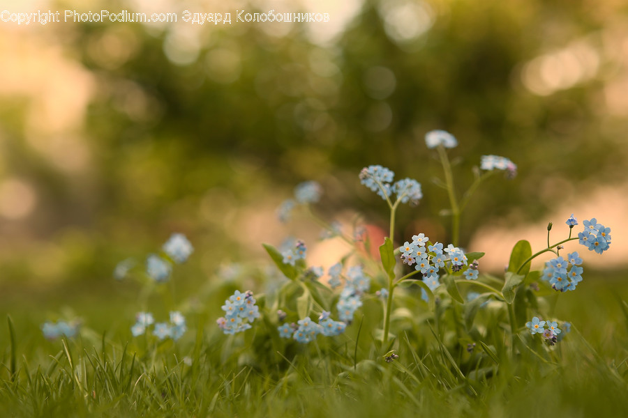 Plant, Flower, Blossom, Geranium, Grass