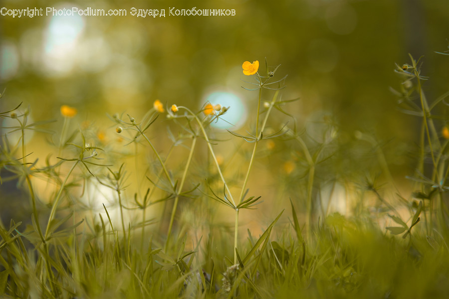 Plant, Grass, Flower, Blossom, Geranium