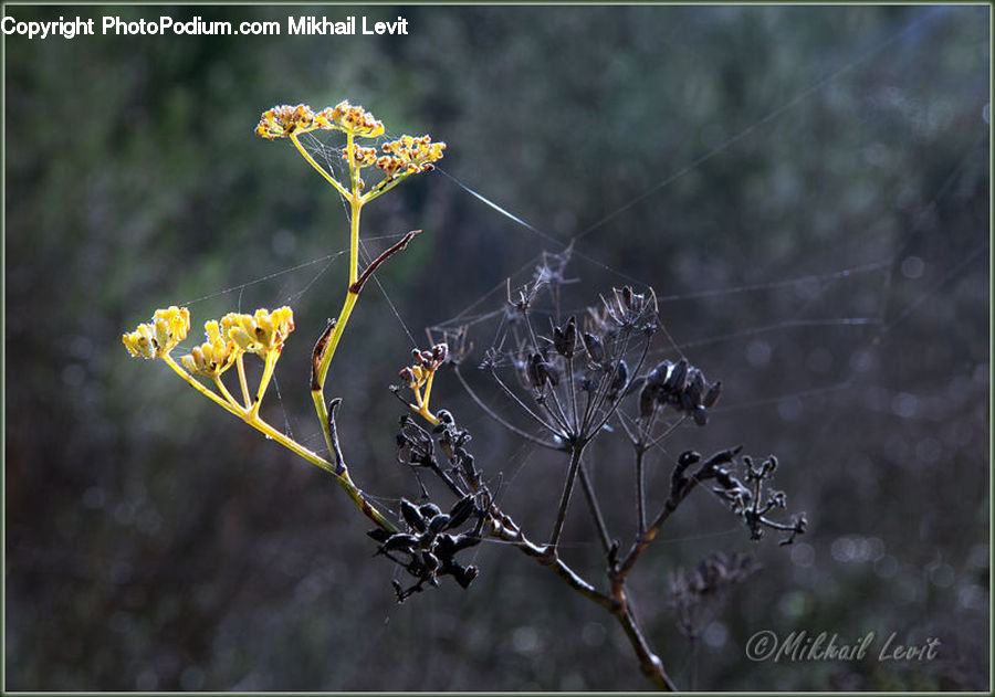 Dill, Plant, Arachnid, Garden Spider, Insect, Invertebrate, Spider