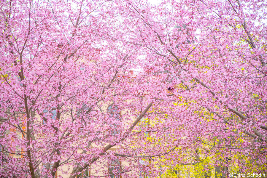 Plant, Flower, Blossom, Cherry Blossom, Food