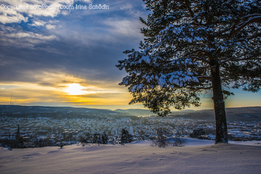 Tree, Plant, Fir, Abies, Nature