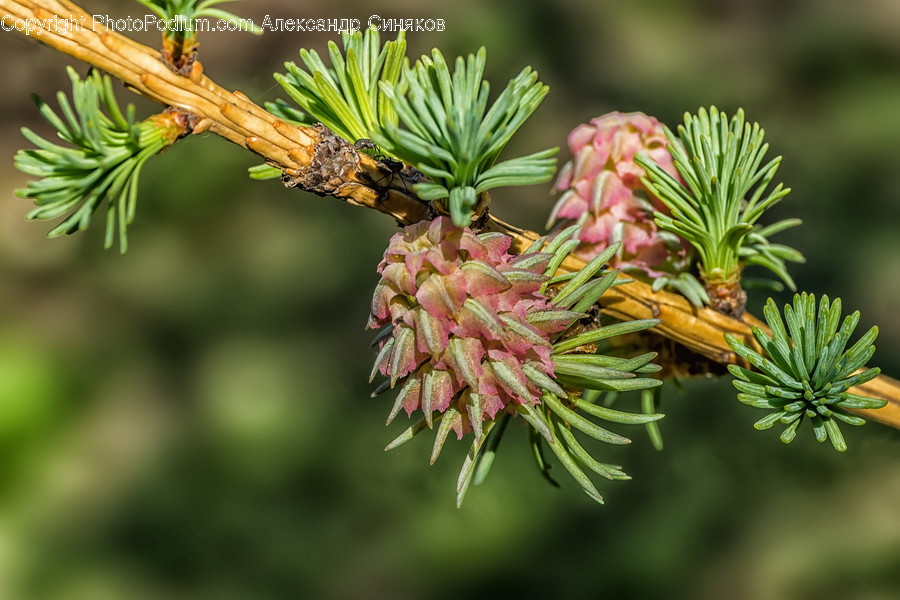 Tree, Plant, Conifer, Larch, Fir