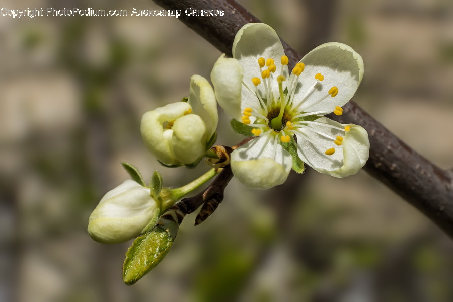 Pollen, Plant, Flower, Blossom, Pottery