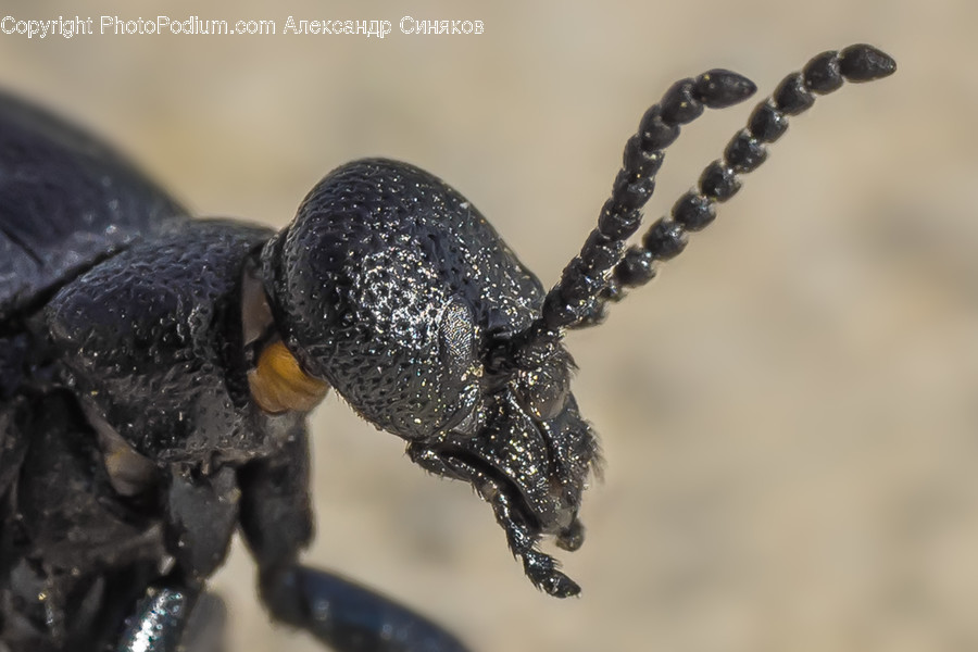 Animal, Invertebrate, Insect, Dung Beetle, Reptile