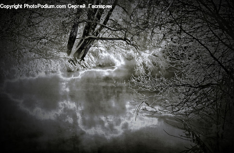 Plant, Tree, Water