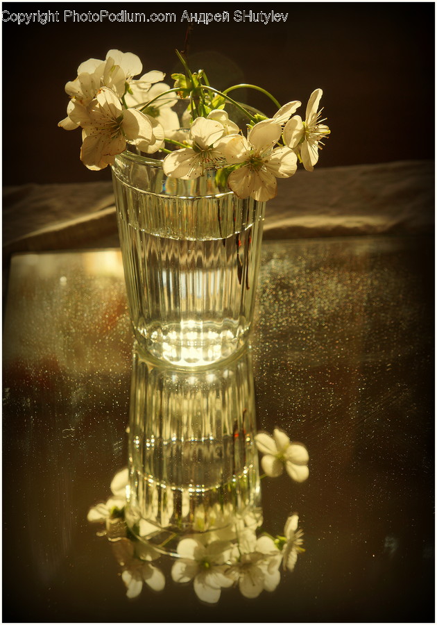 Plant, Flower, Blossom, Flower Arrangement, Flower Bouquet