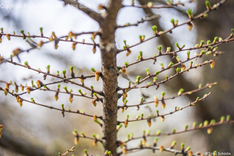 Plant, Tree, Pollen, Tree Trunk