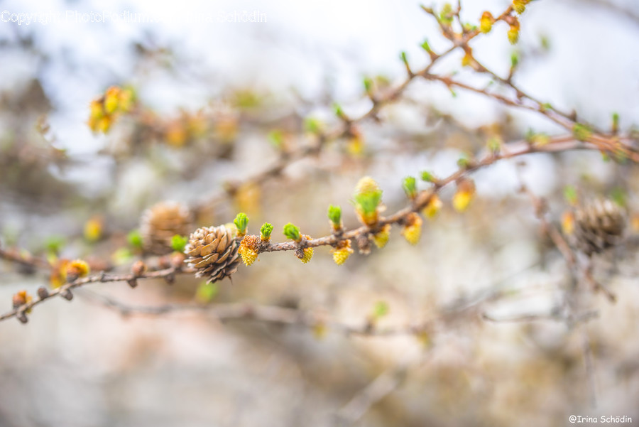 Plant, Tree, Conifer, Larch, Flower