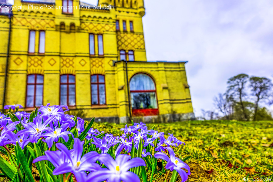 Plant, Iris, Flower, Blossom, Petal