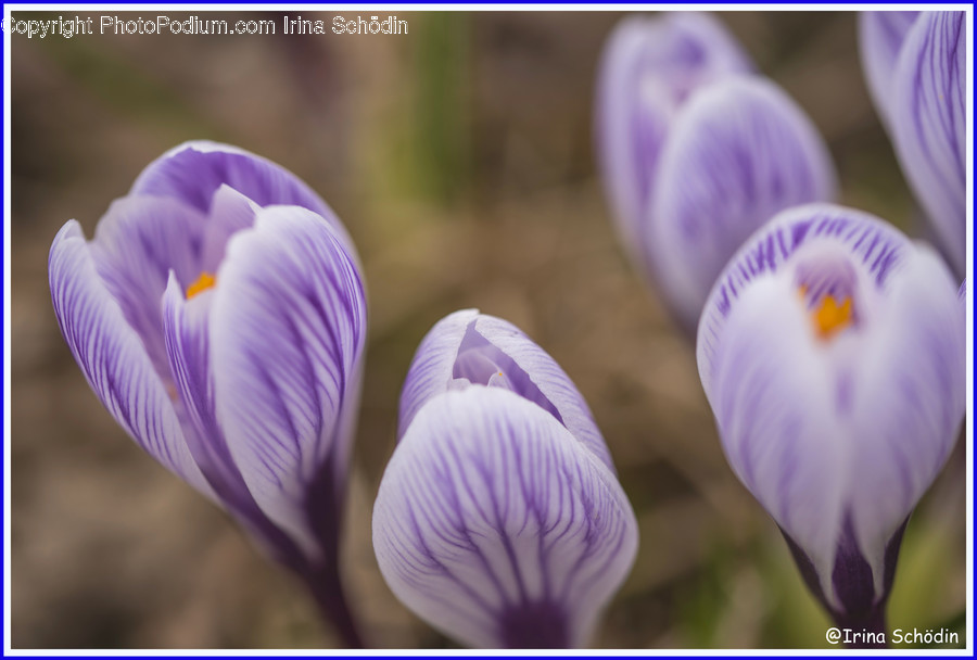 Plant, Flower, Blossom, Crocus, Iris