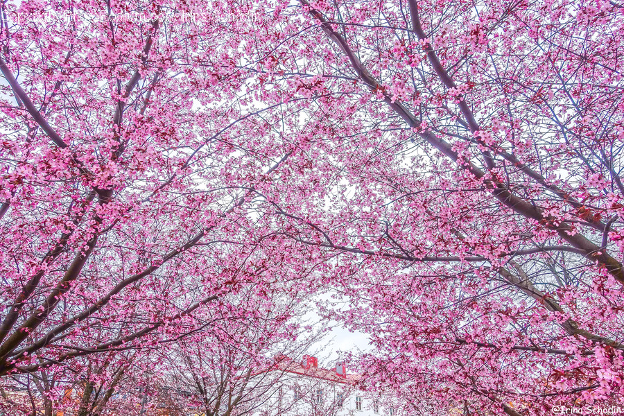 Plant, Flower, Blossom, Cherry Blossom