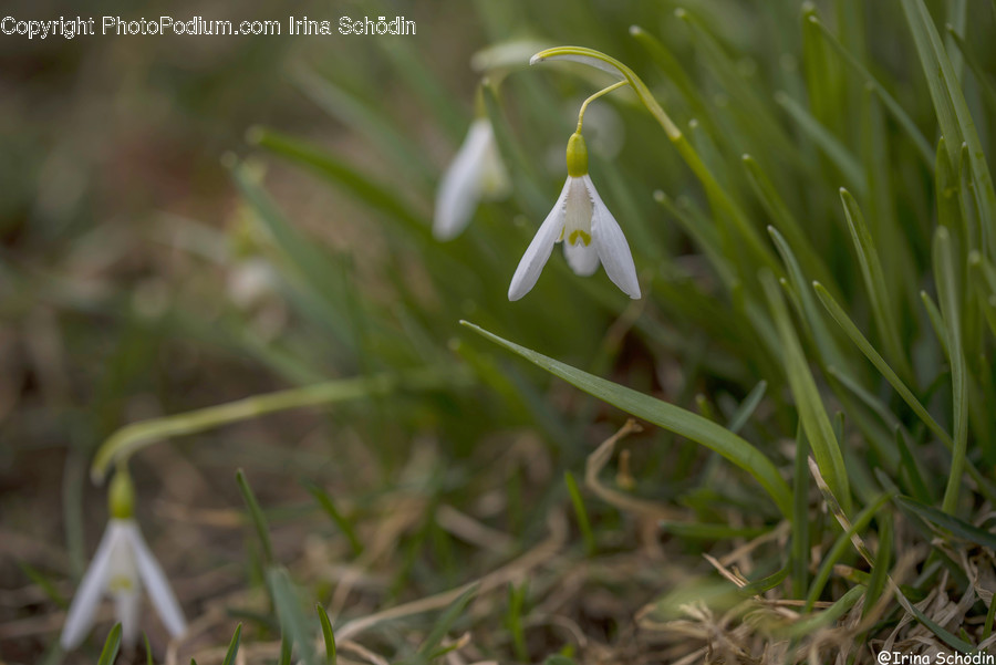 Blossom, Plant, Amaryllidaceae, Flower, Petal