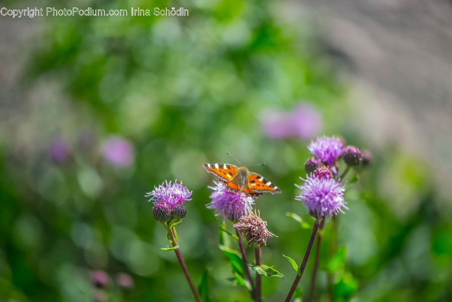 Plant, Flower, Blossom, Animal, Invertebrate