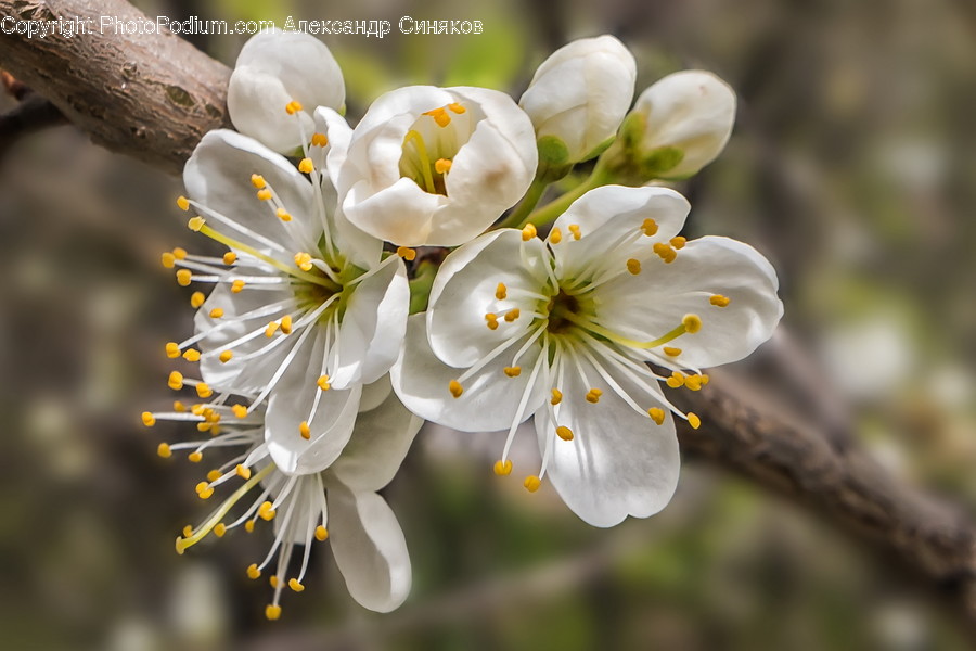 Plant, Pollen, Blossom, Flower