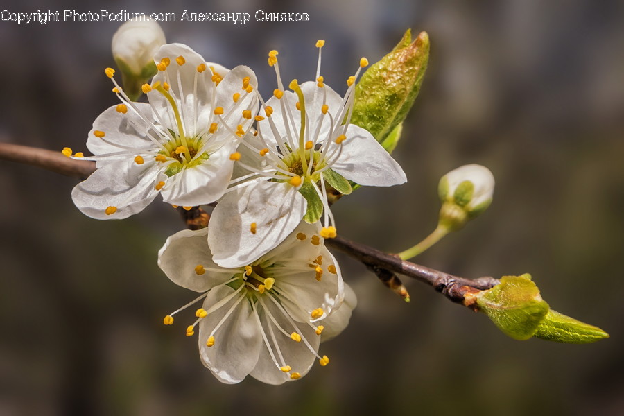 Plant, Pollen, Flower, Blossom, Petal