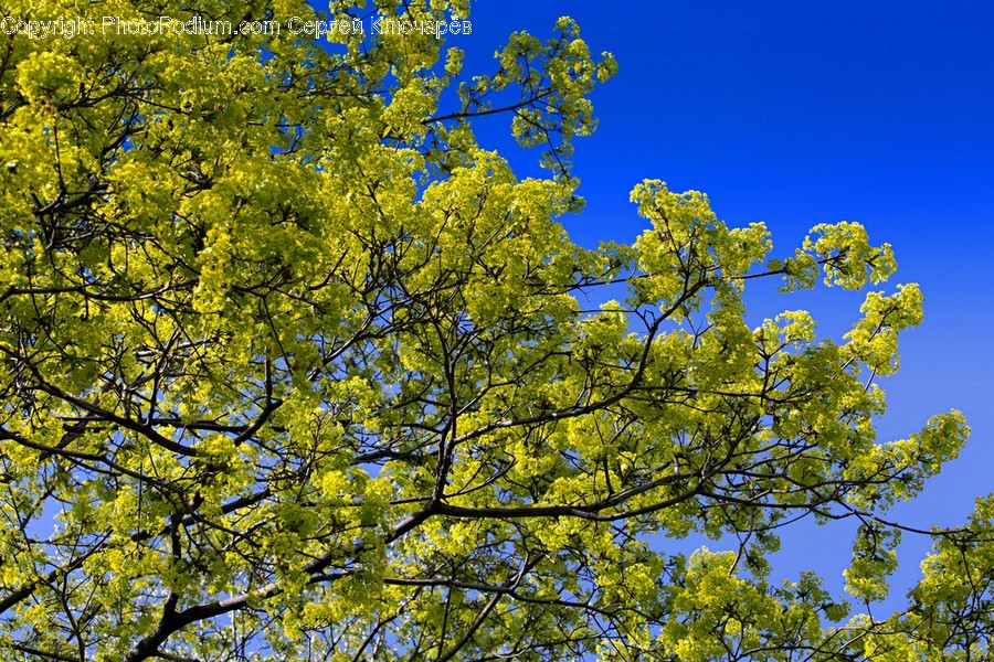 Tree, Plant, Tree Trunk, Leaf, Bird