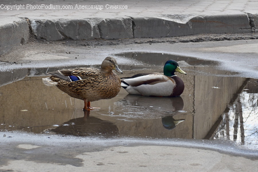 Bird, Animal, Waterfowl, Mallard, Duck