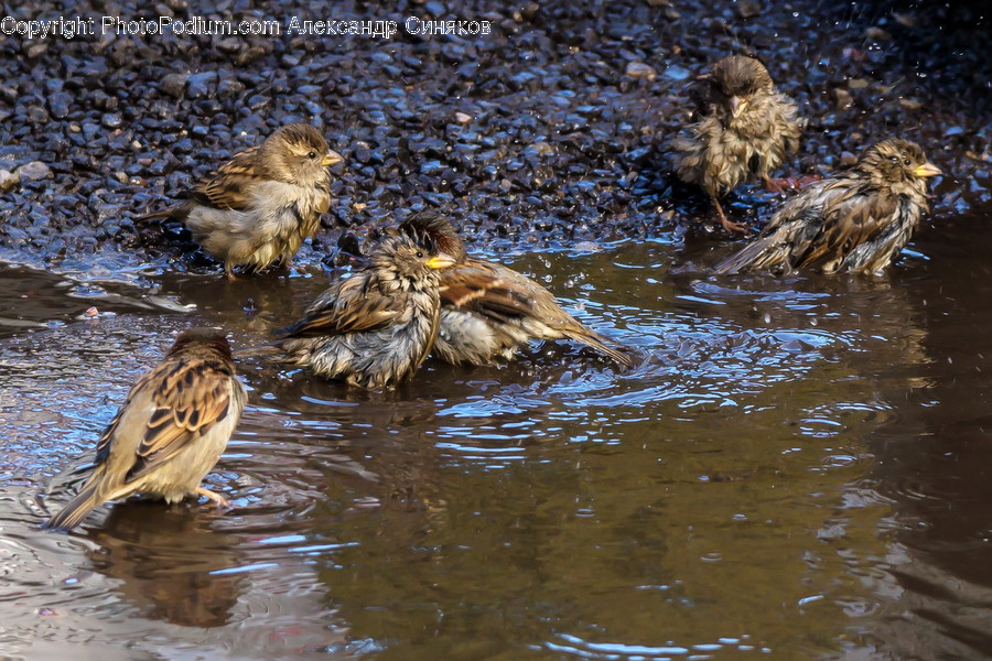 Bird, Animal, Water, Poultry, Fowl