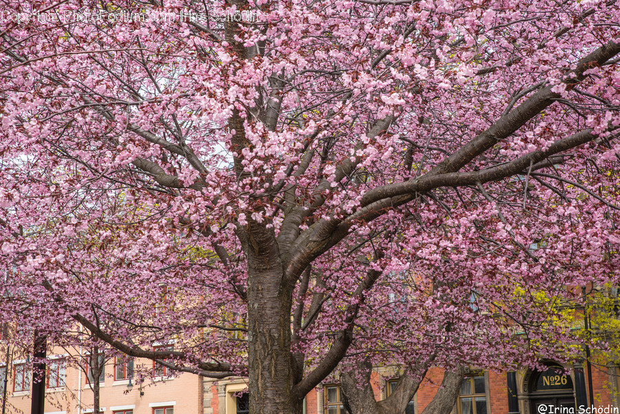 Plant, Flower, Blossom, Cherry Blossom, Tree