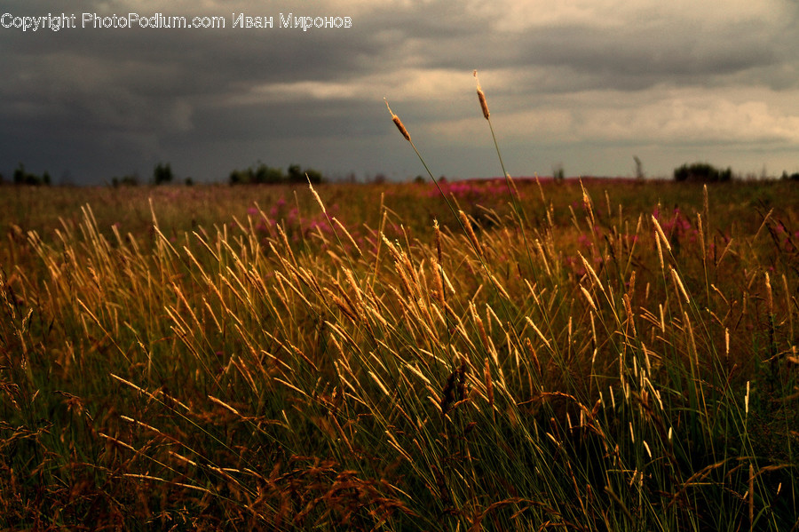 Grass, Plant, Lawn, Reed, Field