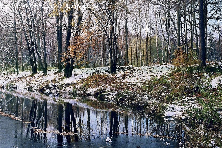 Outdoors, Land, Nature, Plant, Tree