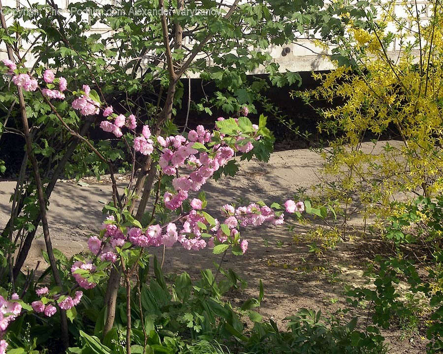 Garden, Outdoors, Arbour, Plant, Flower