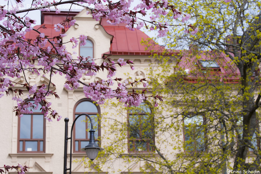 Plant, Cherry Blossom, Flower, Blossom, Geranium