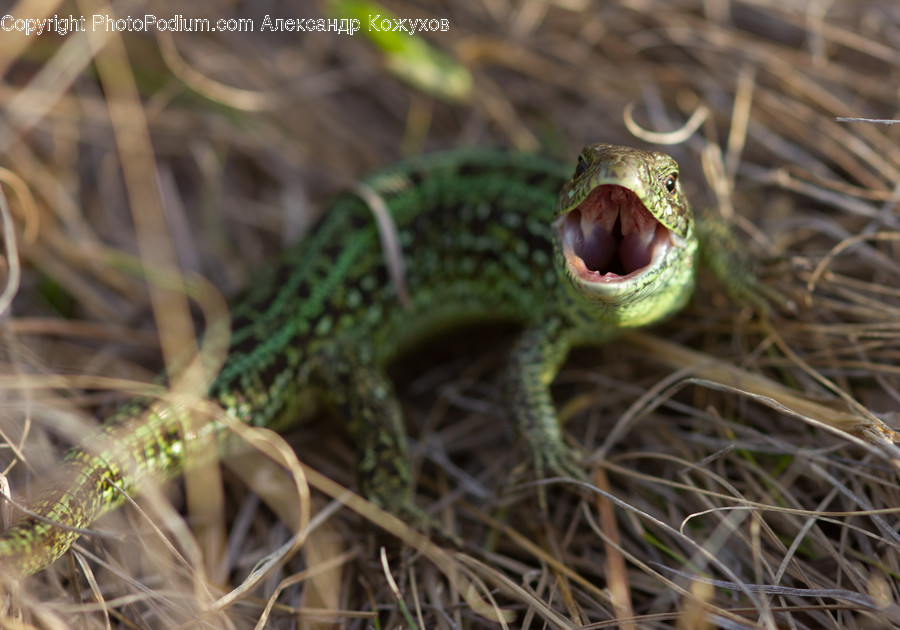Reptile, Snake, Animal, Lizard, Green Lizard