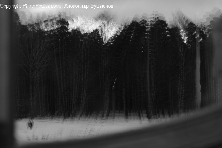 Plant, Tree, Fir, Abies, Nature