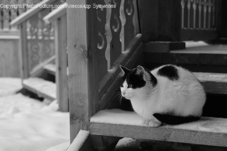 Pet, Cat, Mammal, Animal, Banister