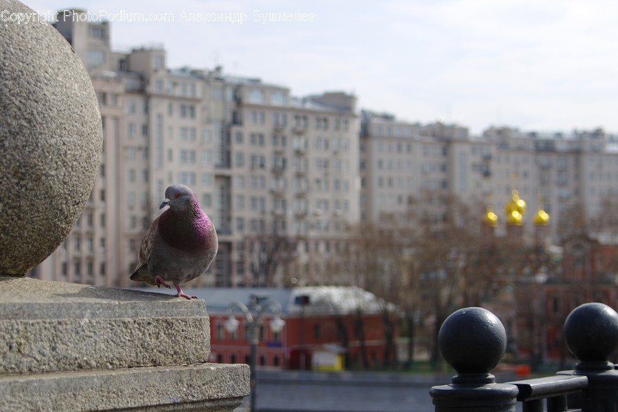 Bird, Animal, Pigeon, Dove, Building