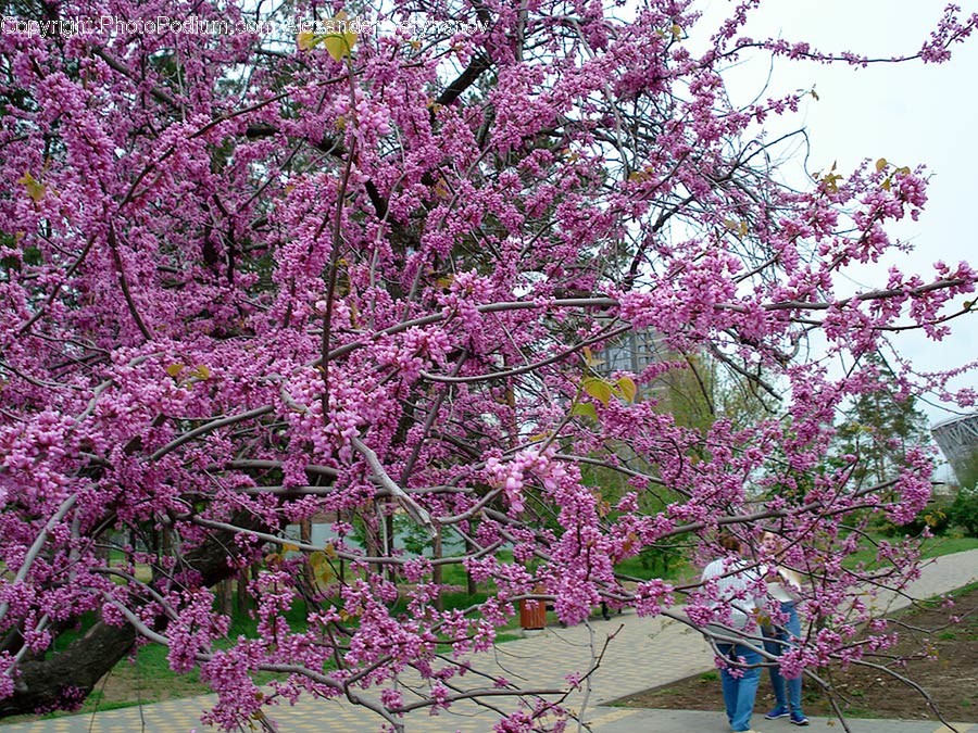 Plant, Blossom, Flower, Cherry Blossom, Outdoors