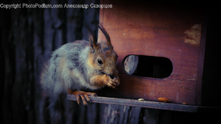 Mammal, Animal, Rodent, Squirrel, Rat