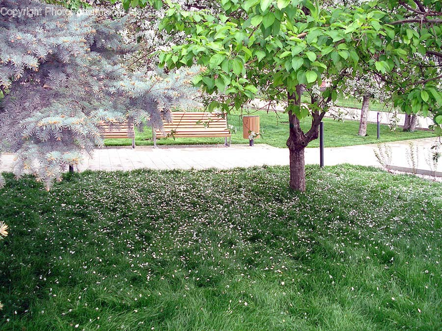 Plant, Grass, Bench, Furniture, Tree