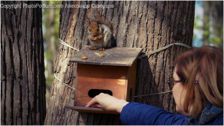 Person, Human, Animal, Mammal, Rodent