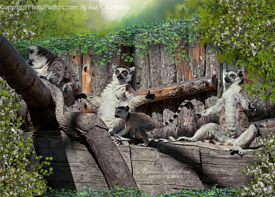 Animal, Mammal, Tiger, Wildlife, Lion