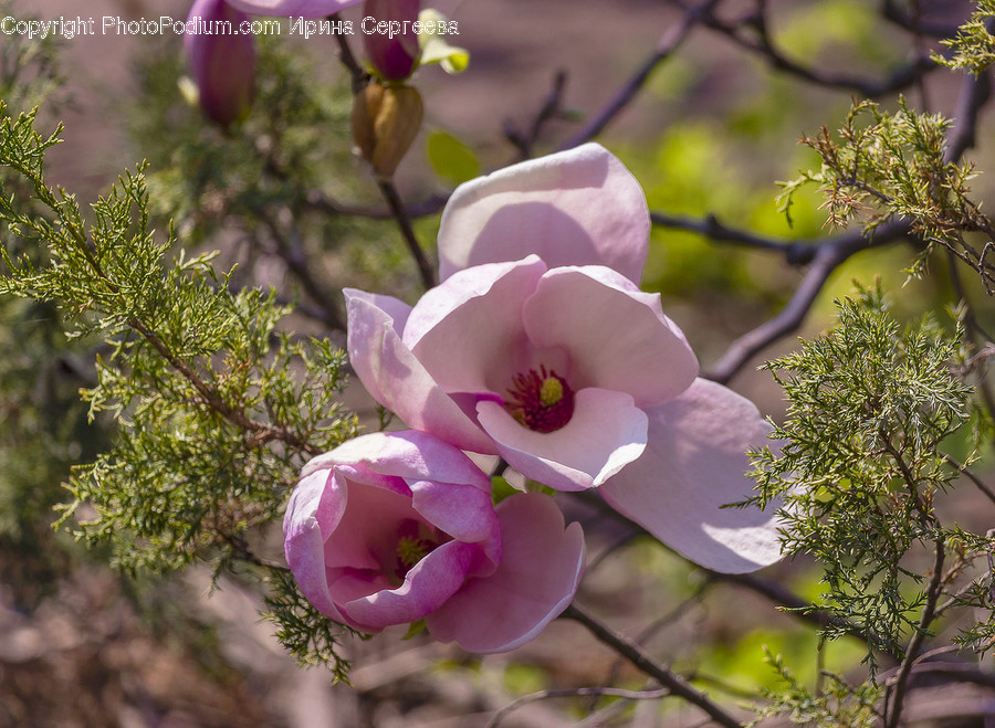 Plant, Pollen, Flower, Blossom, Geranium