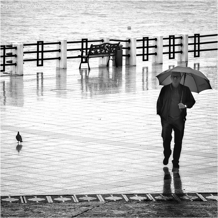 Water, Human, Person, Waterfront, Bird
